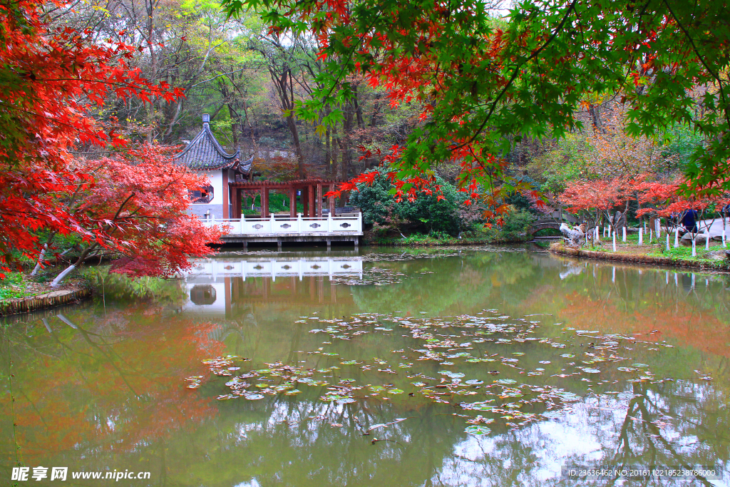 栖霞山红叶 栖霞古寺
