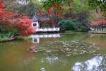 栖霞山红叶 栖霞古寺
