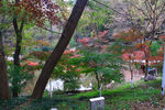 栖霞山红叶 栖霞古寺