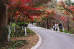 栖霞山红叶 栖霞古寺