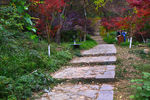 栖霞山红叶 栖霞古寺