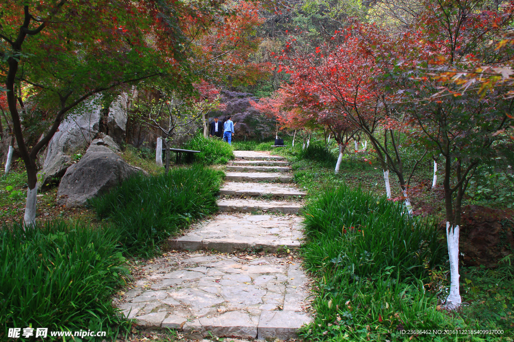 栖霞山红叶 栖霞古寺