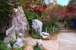 栖霞山红叶 栖霞古寺