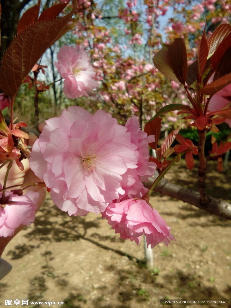 樱花