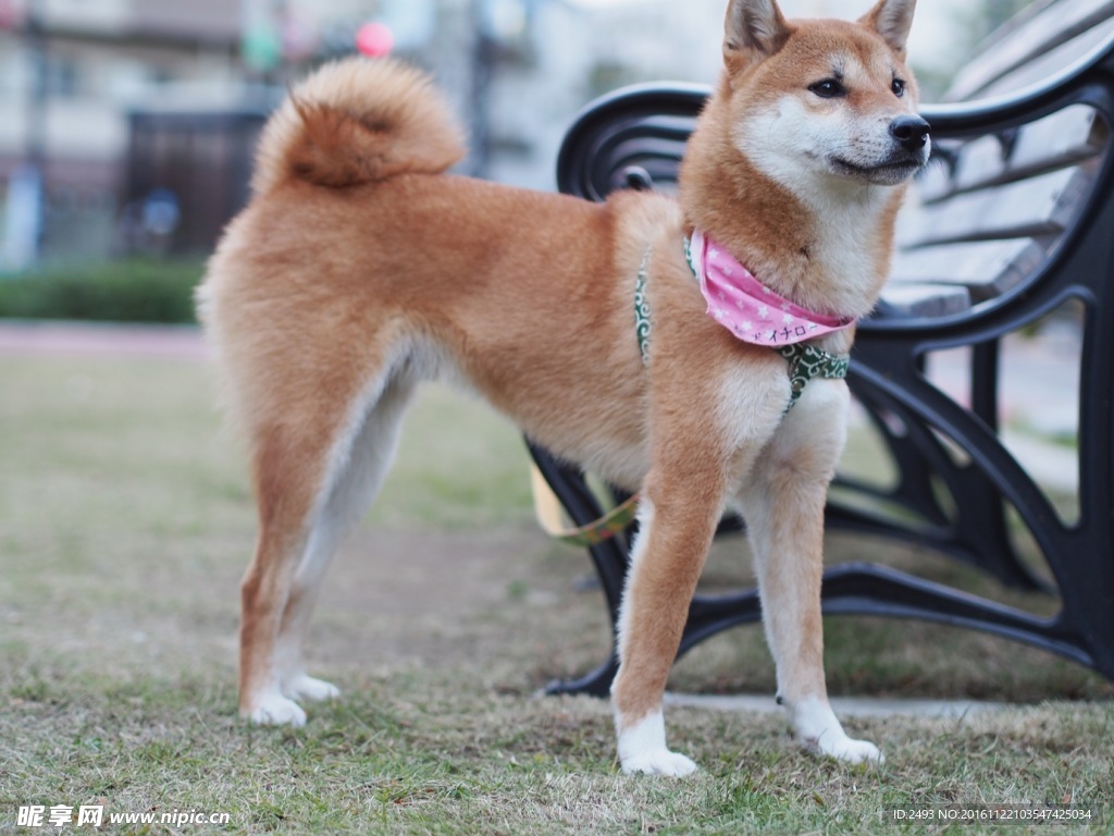 站立戴围巾的秋田犬