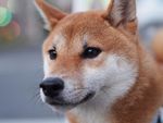 秋田犬面部特写
