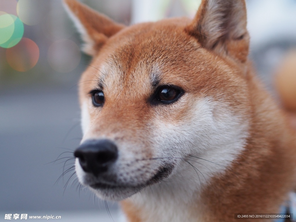 秋田犬面部特写