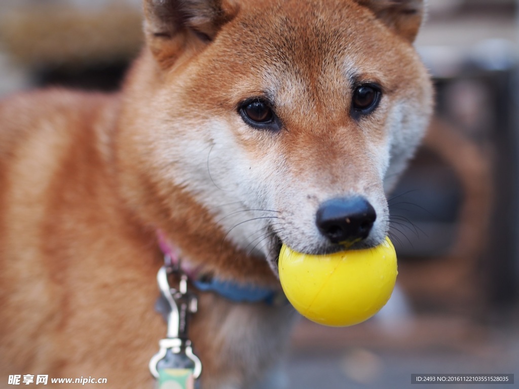 可爱的秋田犬与球球