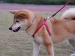 微笑的秋田犬