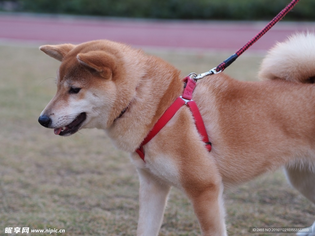 微笑的秋田犬