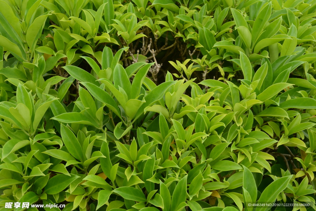 草地树林