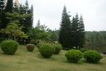 草地树林