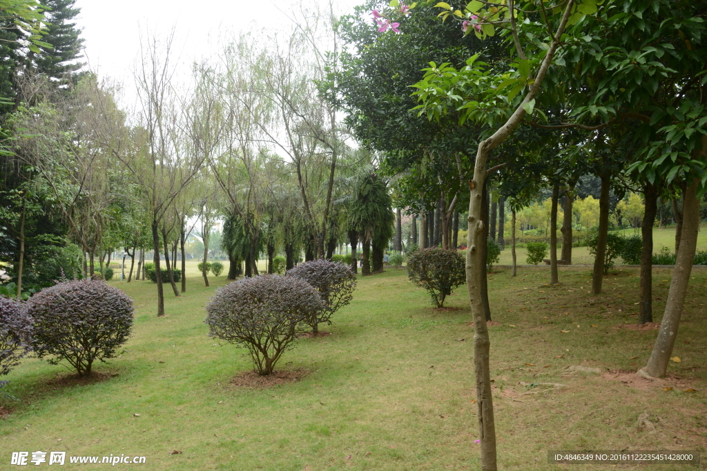 草地树林