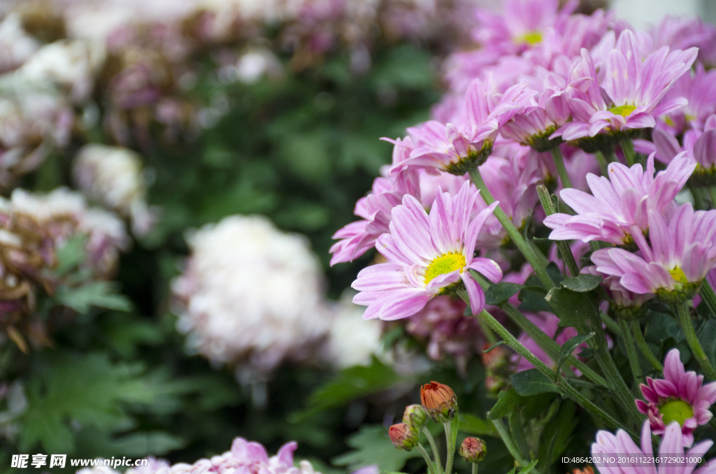 菊花