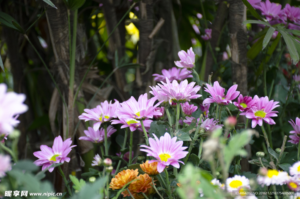 菊花