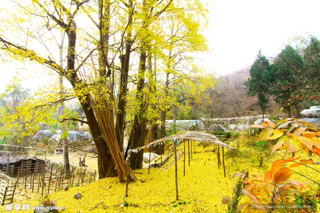 银杏树