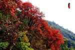 满山红叶