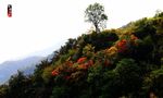 满山红叶
