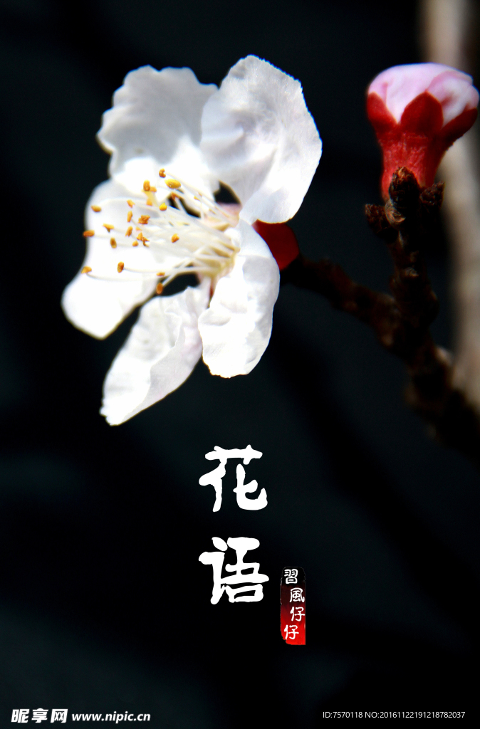 桃花