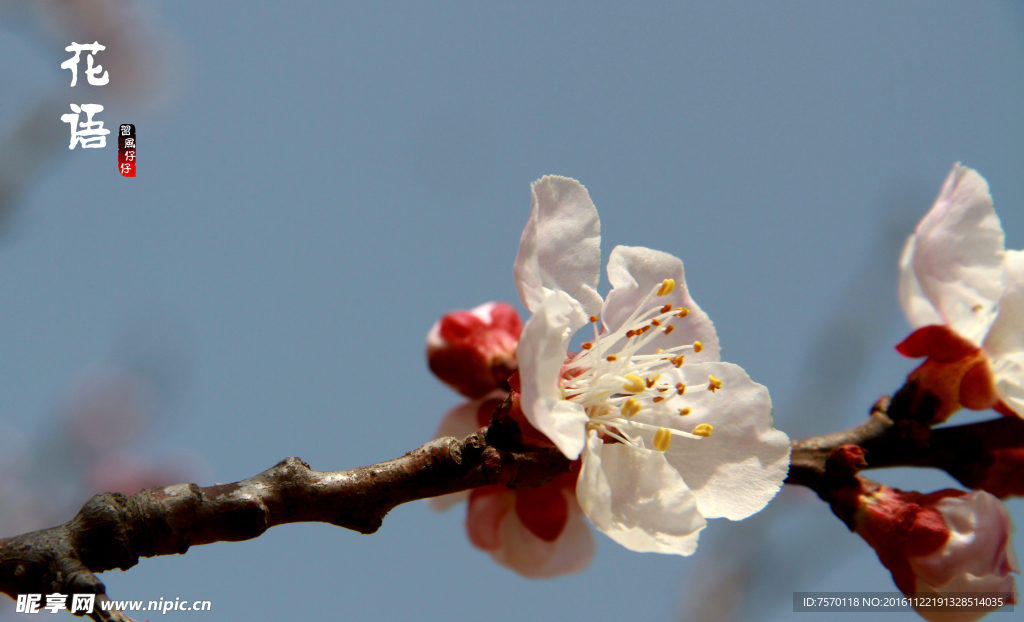 桃花