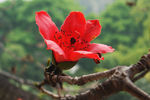 木棉花