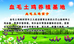 血毛土鸡养殖