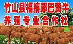 郧巴黄牛养殖专业合作社