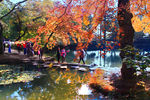 天平山红枫