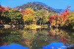 天平山红枫 秋季 秋景 枫树