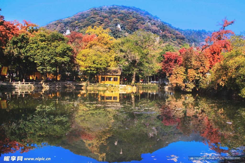 天平山红枫 秋季 秋景 枫树