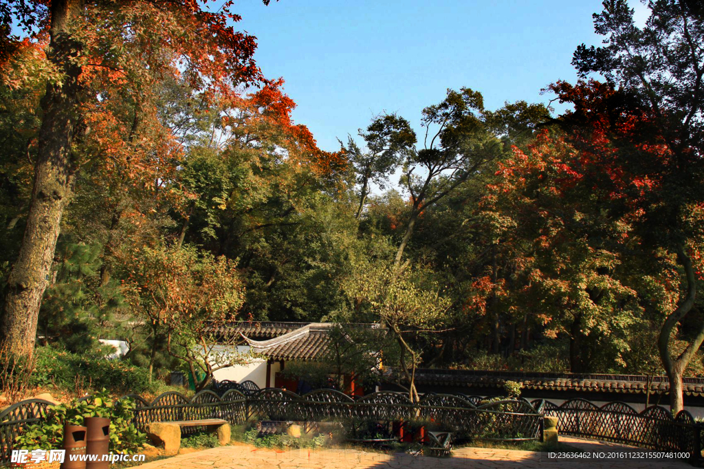 天平山红枫