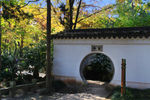 天平山红枫