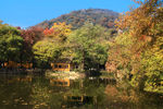 天平山红枫