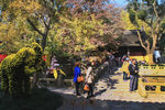 天平山红枫