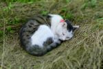 萌猫