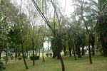 草地树林