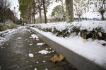雪中落叶