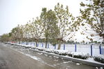 雪中路边树木