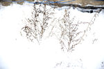 雪中植物