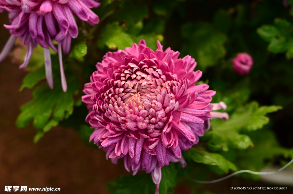 菊花