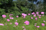 花朵绿树