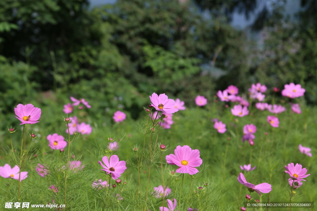 花朵绿树