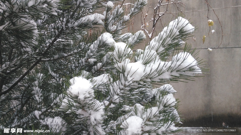 松树上的积雪