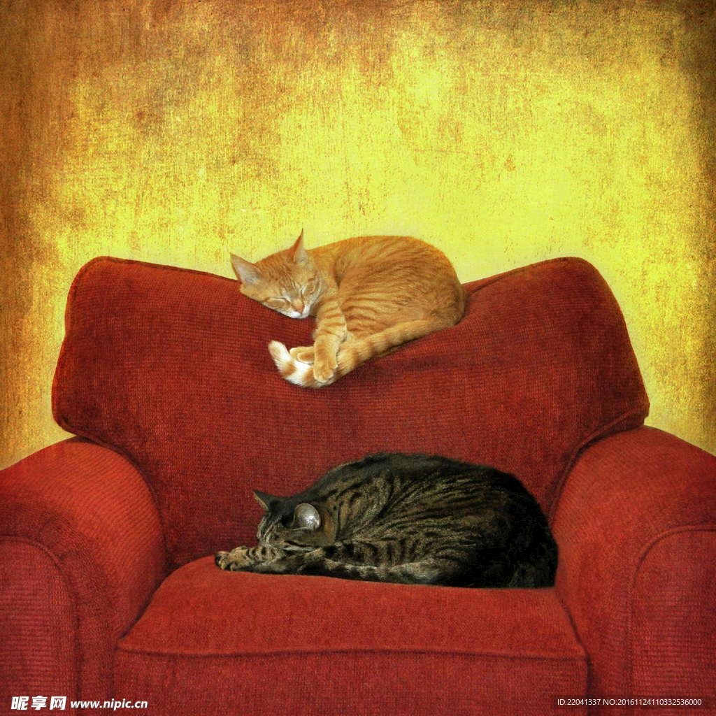 猫