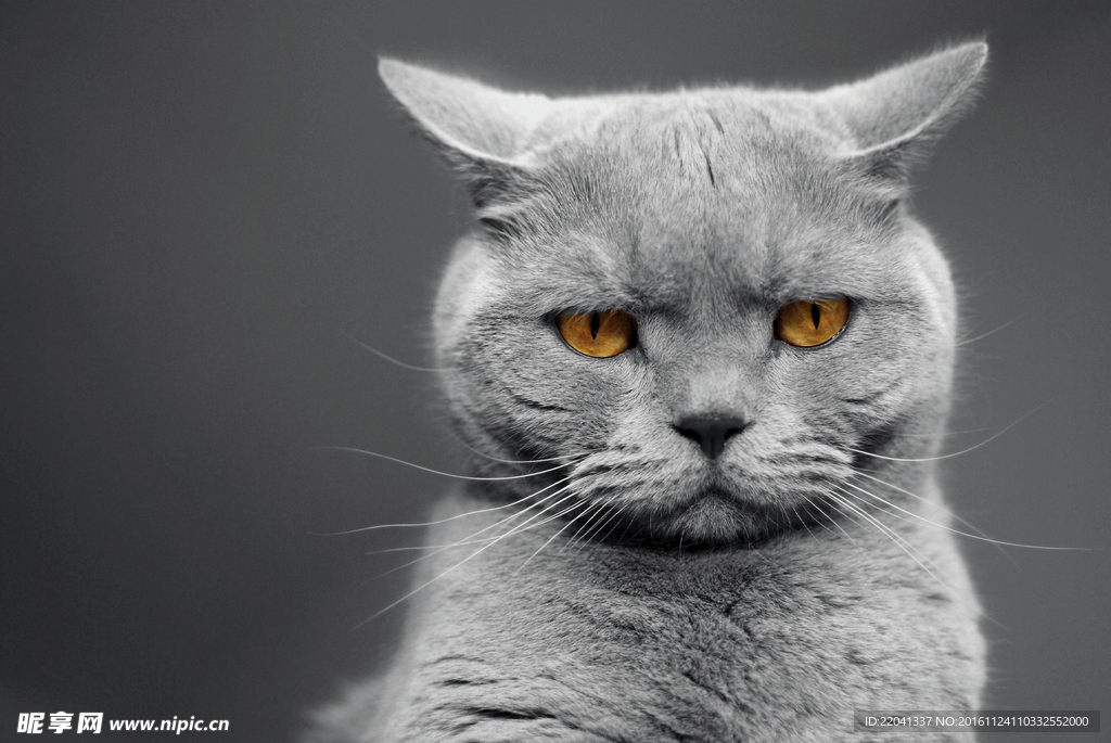 猫