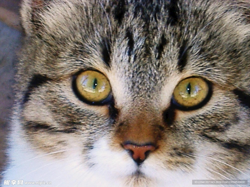 猫