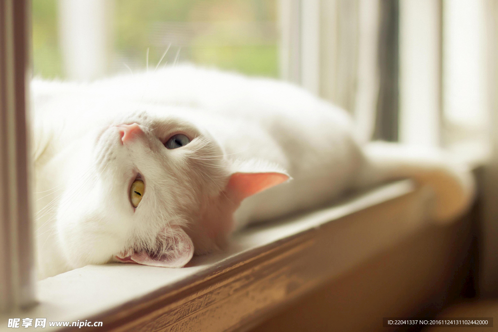 猫