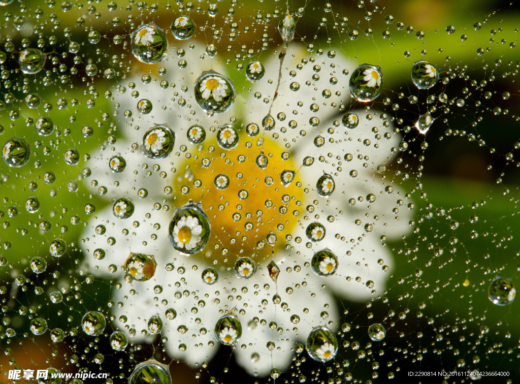 花