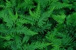 绿色植物