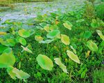 绿色植物